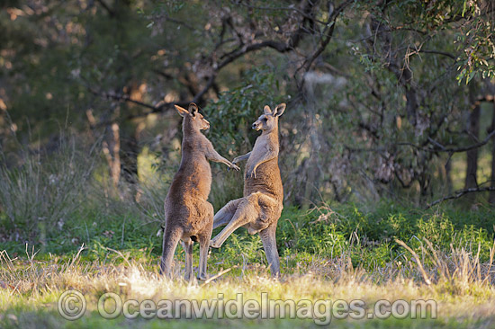 Kangaroo males boxing photo