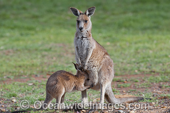 Kangaroo joey drinking milk photo