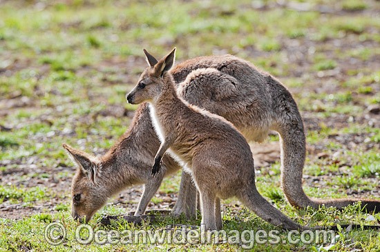 Kangaroo mother with joey photo