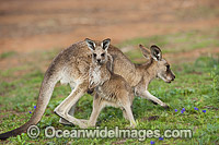 Kangaroo mother with joey Photo - Gary Bell