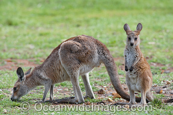 Australian Kangaroo with Mother photo