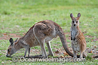 Australian Kangaroo with Mother Photo - Gary Bell
