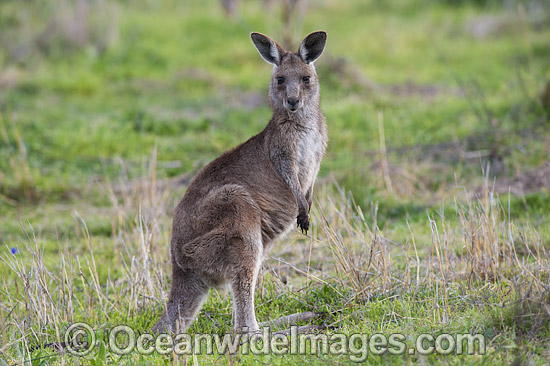 Australian Kangaroo photo