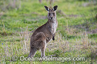 Australian Kangaroo Photo - Gary Bell