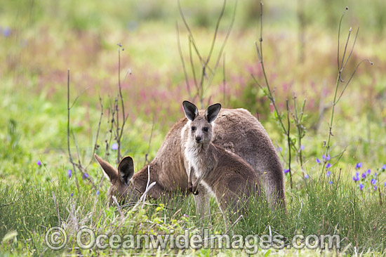 Kangaroo mother with joey photo