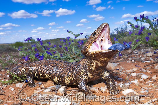 Shingle-back Lizard displaying blue tonue photo