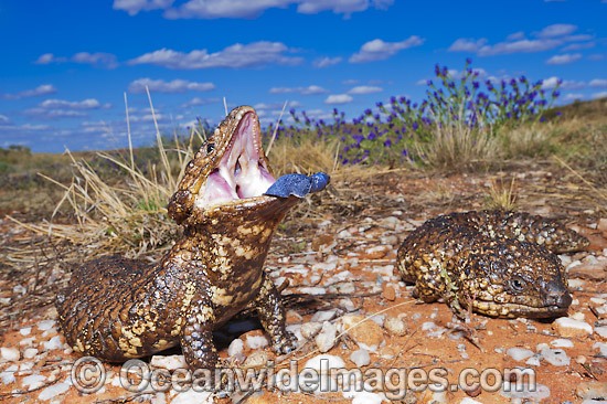 Shingle-back Lizard with blue tongue photo