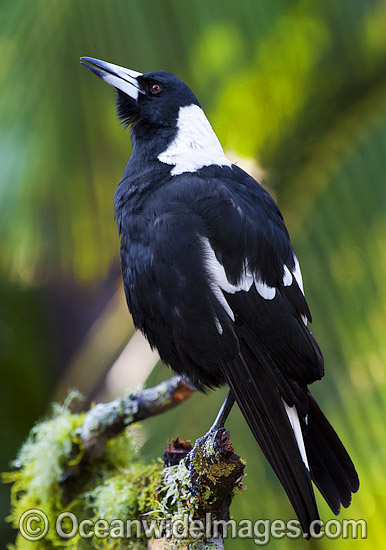 Australian Magpie singing photo