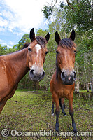 Horses on farm Coffs Harbour Photo - Gary Bell
