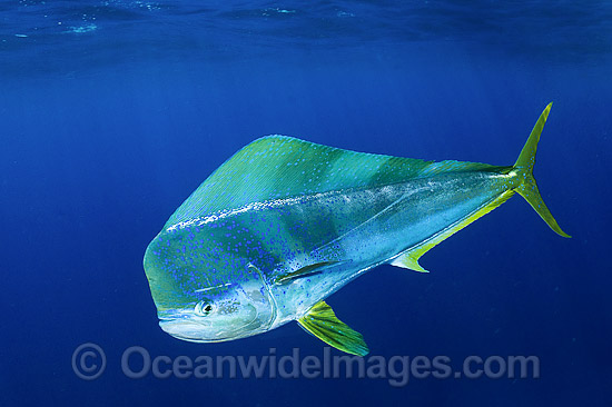 Dolphinfish Mahi Mahi photo