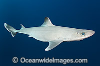 Cuban Dogfish Squalus cubensis Photo - Andy Murch
