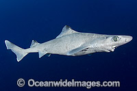Gulper Shark Centrophorus granulosus Photo - Andy Murch