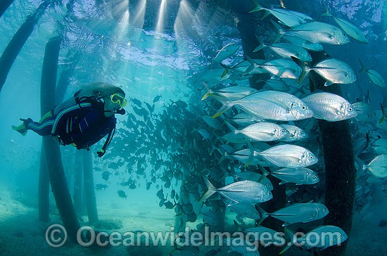 Trevally under Great Barrier Reef Jetty photo