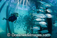 Trevally under Great Barrier Reef Jetty Photo - Bob Halstead