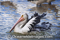 Australian Pelican washing Photo - Gary Bell