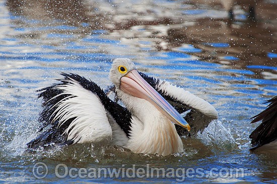 Australian Pelican washing on surface photo