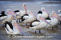 Australian Pelican resting in estuary Photo - Gary Bell