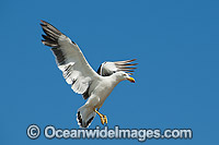 Pacific Gull in flight Photo - Gary Bell