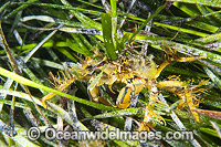 Decorator Crab in Sea Algae Photo - Gary Bell