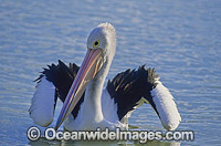 Australian Pelican on Menindee Lake Photo - Gary Bell