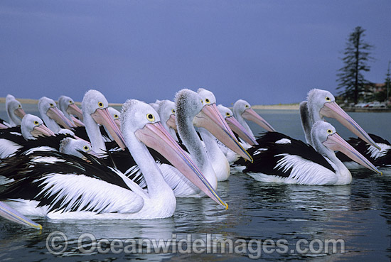 Australian Pelicans on Menindee Lake photo