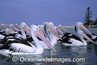 Australian Pelicans on Menindee Lake Photo - Gary Bell