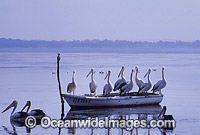 Australian Pelicans resting on boat Photo - Gary Bell