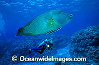 Scuba Diver and Napolean Wrasse Photo - Gary Bell
