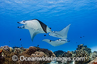 Reef Manta Rays Cocos Island Photo - Karen Willshaw