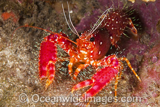 Hawaiian Reef Lobster Enoplometopus occidentalis photo