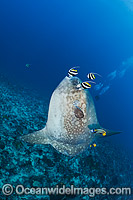 Ocean Sunfish being cleaned Photo - David Fleetham