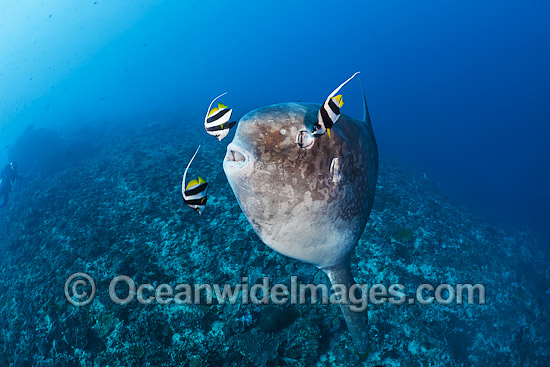 Ocean Sunfish being cleaned photo