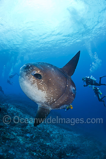 Sunfish and Divers photo