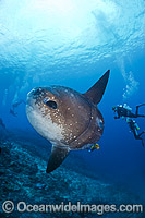 Sunfish and Divers Photo - David Fleetham