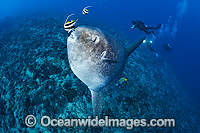 Ocean Sunfish and Divers Photo - David Fleetham