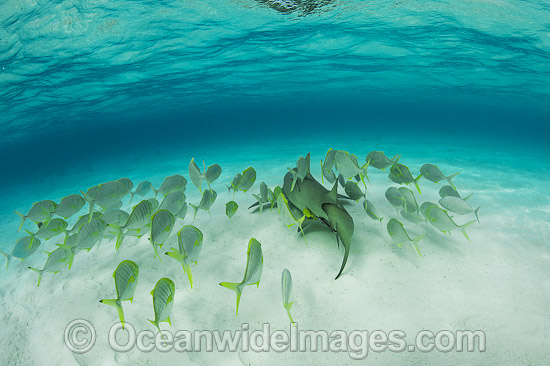 Lemon Shark Heron Island photo