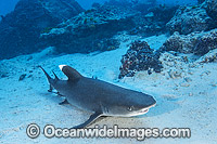 Whitetip Reef Shark Great Barrier Reef Photo - Gary Bell