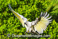 Sulphur-crested Cockatoo flying Photo - Gary Bell