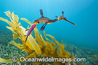 Weedy Seadragon with eggs attached Photo - Gary Bell