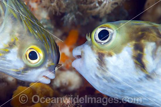 Two Globefish photo