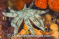 Eleven-arm Sea Star Coscinasterias muricata Photo - Gary Bell
