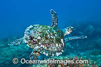 Hawksbill Sea Turtle swimming Photo - Gary Bell