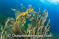 Leafy Seadragon in weed Photo - Gary Bell
