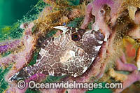 Gunn's Leatherjacket Eubalichthys gunnii Photo - Gary Bell