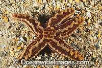 Sea star Uniophora granifera Photo - Gary Bell