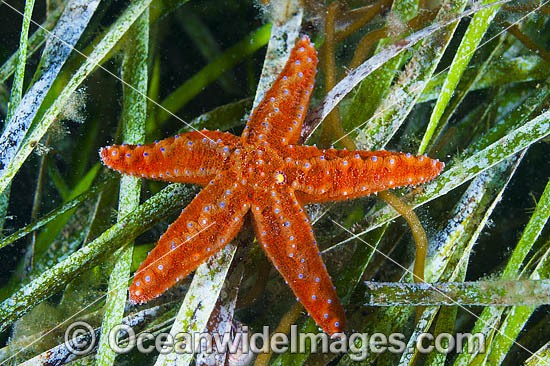 Sea star South Australia photo