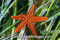 Sea star South Australia Photo - Gary Bell