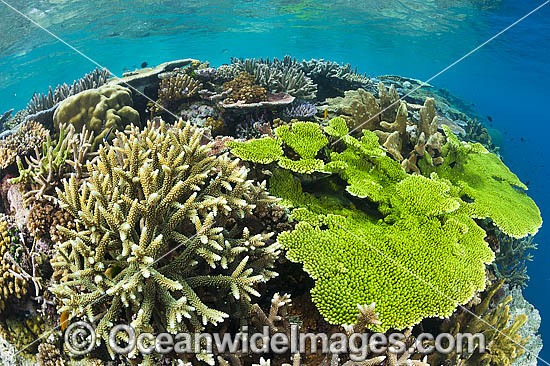 Underwater Coral Reef photo