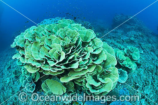 Coral Reef Seascape photo
