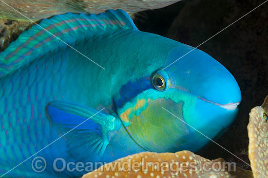 Saddled Parrotfish Scarus dimidiatus photo